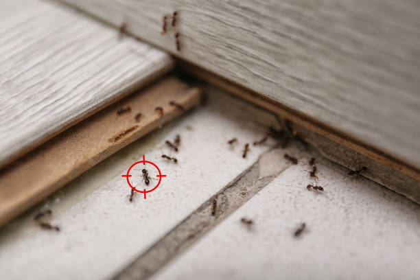 Wasp Removal Services in Winfield, TN