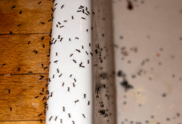 Best Local Pest Control Services  in Winfield, TN